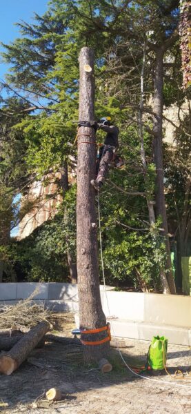 Tala d'arbres al Tibidado
